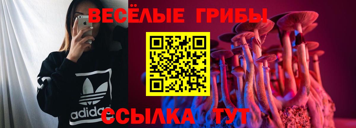 Торжок  Галлюциногенные грибы Psilocybine cubensis  Вход с VPN 